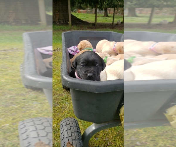 Medium Photo #6 Labrador Retriever Puppy For Sale in OLYMPIA, WA, USA