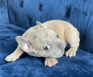 French Bulldog Puppy for sale in BEVERLY HILLS, CA, USA