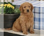 Small Photo #5 Goldendoodle Puppy For Sale in PARKESBURG, PA, USA