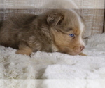 Small Photo #3 Miniature Australian Shepherd Puppy For Sale in STAFFORD, VA, USA