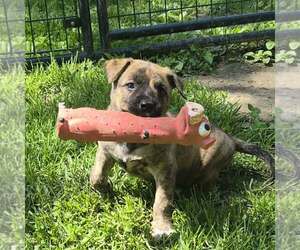 Mountain Cur-Unknown Mix Dogs for adoption in Godfrey, IL, USA