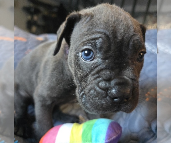 Medium Photo #18 Cane Corso Puppy For Sale in HENRY, VA, USA