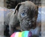 Small Photo #18 Cane Corso Puppy For Sale in HENRY, VA, USA