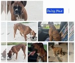 Small Photo #1 Boxer Puppy For Sale in LINN GROVE, IN, USA