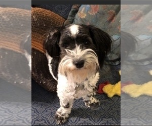 Father of the Havanese puppies born on 12/15/2025