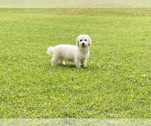 Medium Photo #1 Bichon Frise Puppy For Sale in MOUNT PLEASANT, MI, USA