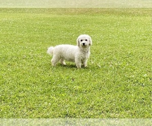 Mother of the Bichon Frise puppies born on 06/29/2026