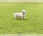 Small Photo #1 Bichon Frise Puppy For Sale in MOUNT PLEASANT, MI, USA