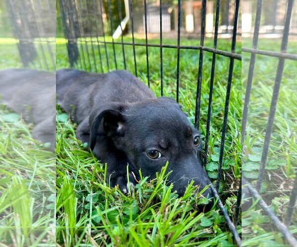 Medium Photo #3 Labrador Retriever Puppy For Sale in Southbury, CT, USA