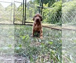 Small #1 Vizsla