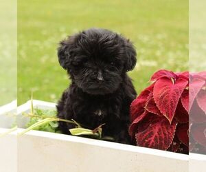 YorkiePoo Puppy for sale in ROBESONIA, PA, USA