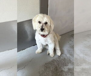 Maltese Dogs for adoption in Studio City, CA, USA