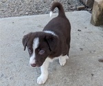 Small Photo #19 Border Collie Puppy For Sale in HARRISON, ID, USA