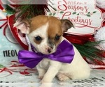 Small Photo #4 Chihuahua Puppy For Sale in LANCASTER, PA, USA