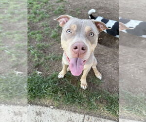 American Pit Bull Terrier-Unknown Mix Dogs for adoption in Forney, TX, USA