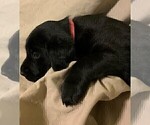 Small Photo #17 Labrador Retriever Puppy For Sale in PUEBLO, CO, USA