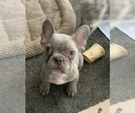 Small Photo #30 French Bulldog Puppy For Sale in SACRAMENTO, CA, USA