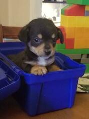 Chorkie Puppy for sale in MINERAL, VA, USA
