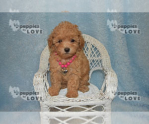 Medium Poodle (Toy)