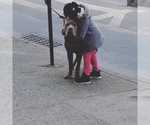 Small Photo #7 Cane Corso Puppy For Sale in MANHATTAN, NY, USA