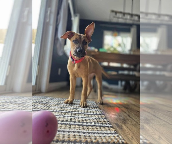 Medium Photo #5 Mastiff-Unknown Mix Puppy For Sale in Oro Medonte, Ontario, Canada