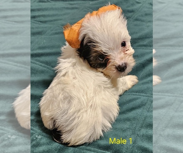 Medium Photo #6 Yorkshire Terrier Puppy For Sale in CONKLIN, NY, USA