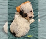 Small #5 Yorkshire Terrier
