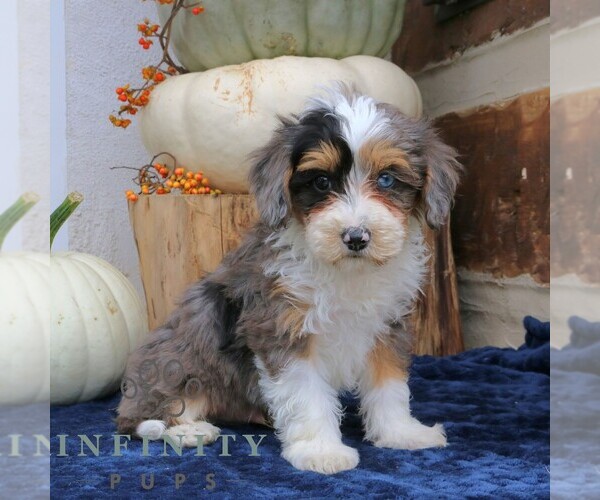 Medium Photo #2 Bernedoodle (Miniature) Puppy For Sale in NARVON, PA, USA