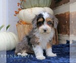 Small #1 Bernedoodle (Miniature)