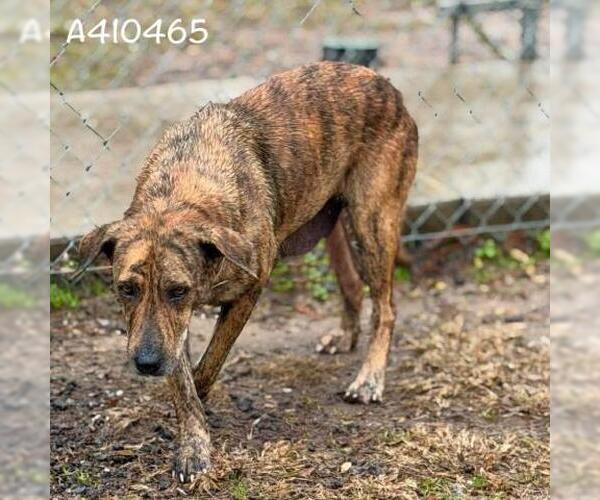 Medium Photo #1 Plott Hound-Unknown Mix Puppy For Sale in Conroe, TX, USA
