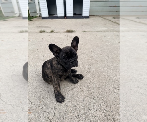 Medium Photo #1 French Bulldog Puppy For Sale in BONNEY LAKE, WA, USA