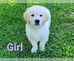 Small Photo #3 English Cream Golden Retriever Puppy For Sale in WEEKI WACHEE, FL, USA