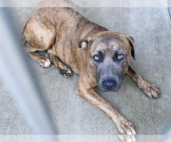 Medium Photo #1 American Pit Bull Terrier-Unknown Mix Puppy For Sale in Orange, CA, USA