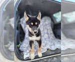 Small Photo #7 Siberian Husky Puppy For Sale in FORT PLAIN, NY, USA