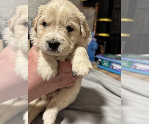 Medium Photo #14 Golden Pyrenees Puppy For Sale in ROSEMOUNT, MN, USA