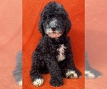 Small Sheepadoodle