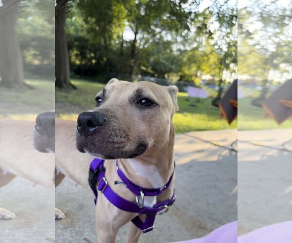 Medium Photo #2 Mutt Puppy For Sale in Crete, IL, USA