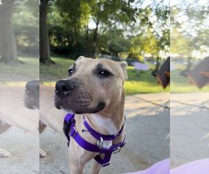 Poppyseed - Female Mutt Dog for Adoption - Photo #2