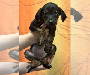 Plott Hound-Unknown Mix Dogs for adoption in Woodbury, NY, USA