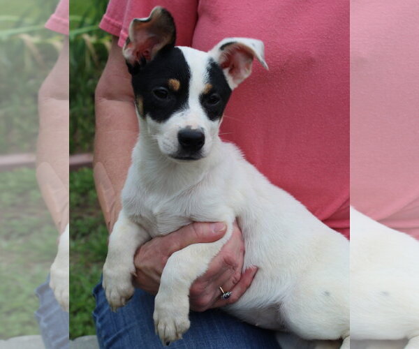 Medium Photo #2 Labrador Retriever-Unknown Mix Puppy For Sale in Prattville, AL, USA