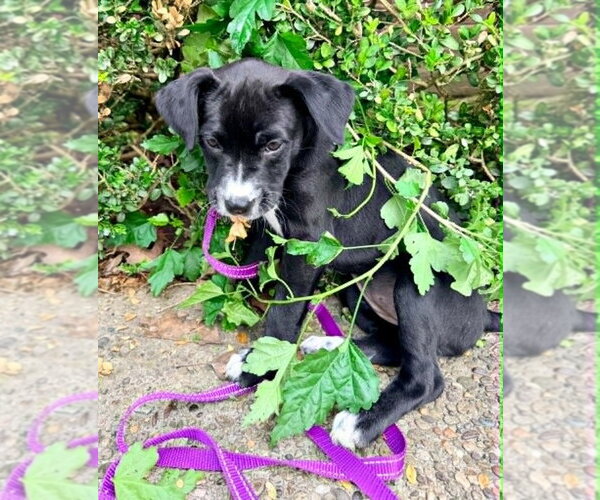 Medium Photo #3 Labrador Retriever-Unknown Mix Puppy For Sale in Springdale, PA, USA
