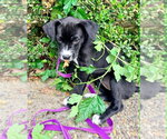 Small #2 Labrador Retriever Mix