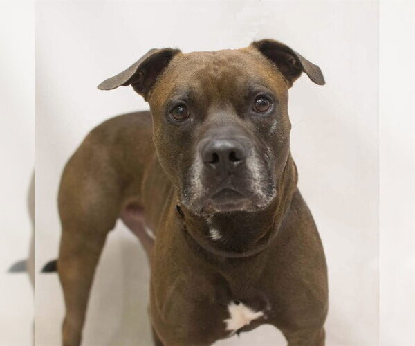 Medium Photo #2 Staffordshire Bull Terrier-Unknown Mix Puppy For Sale in Sanford, FL, USA