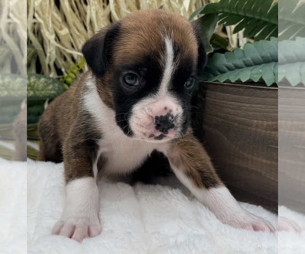 Medium Photo #3 Boxer Puppy For Sale in PAWNEE CITY, NE, USA