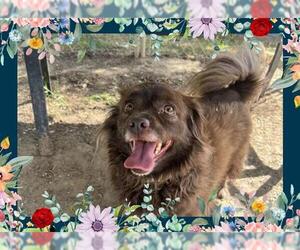 Pomeranian Dogs for adoption in Ojai, CA, USA