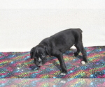 Small Photo #7 Boxer Puppy For Sale in BLOOMINGTON, IN, USA