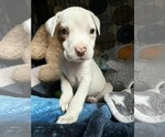 Small #1 Mutt