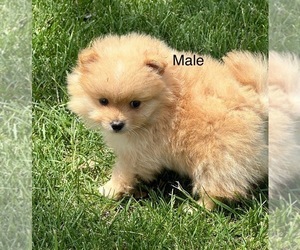 Pomeranian Puppy for sale in SILEX, MO, USA