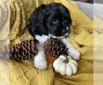 Small Photo #4 Cocker Spaniel Puppy For Sale in CHANDLER HEIGHTS, AZ, USA