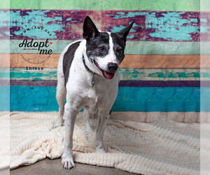 Border Collie-Unknown Mix Dogs for adoption in Salt Lake City, UT, USA